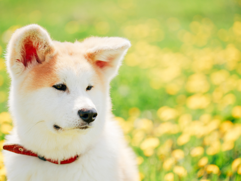 Como Viajar com Pet de Ônibus: regras, cuidados e o que você precisa saber